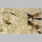 Trypoxylon figulus - Grabwespe 01d 14mm beim Nesteintrag - OS-Wallenhorst-Tongrube-Lehmwand - det.jpg